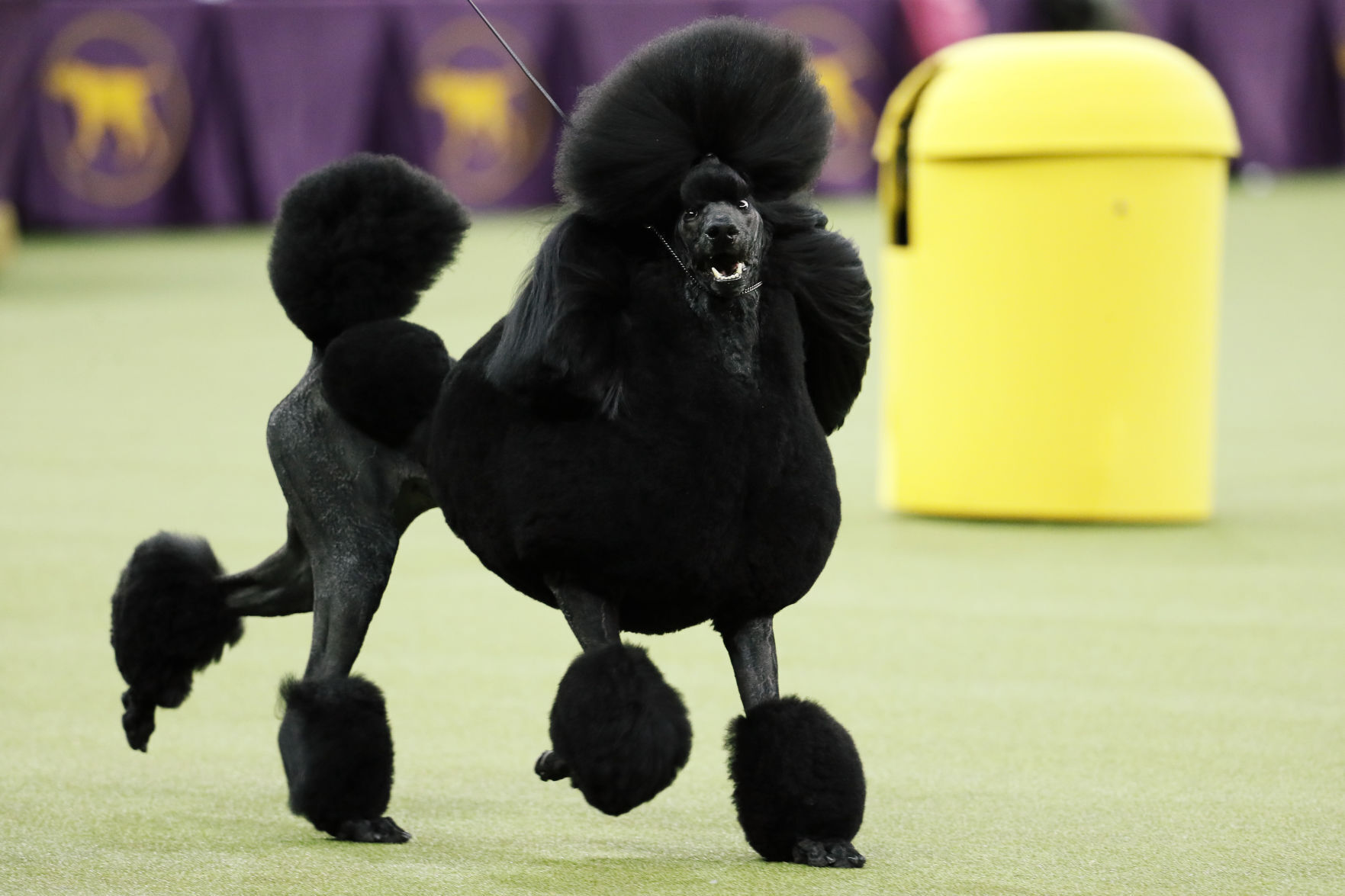 APTOPIX Westminster Dog Show